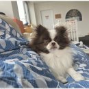 더펫센터 이미지