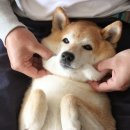 리에코