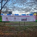 울주시니어클럽 | 2026 작천정 벚꽃축제 3월 31일 방문 후기(울산 숨은 벚꽃 명소 직접 다녀옴)