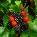 여주-0532 이미지