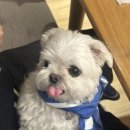 몽구세천 네이버블로그