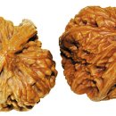 귀족호도 이미지