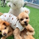 나무애견유치원 이미지