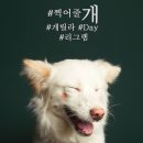 pet 02머4721 | 와디즈펀딩 / 견생화보, 유기견 방지를 더하다. [어나더심펫 스튜디오]