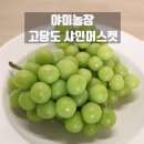 머루농장 | 고당도 샤인머스켓 야미농장 추석 선물세트 추천