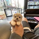 베이비몽 강아지분양 인천청라점 이미지