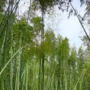 대숲여행 이미지