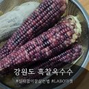 각산지 | 강원도 흑찰옥수수 LABO마켓 산지직송 후기, 1차 실패 후 터득한 쫀득하게 찌는 방법