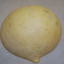 지지배배 이미지