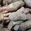 무농약 감자 찜용 + 못난이 꿀고구마 꾸러미 판매완료 이미지
