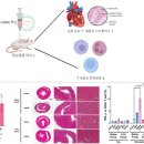 [뉴스보도] “만성 염증, mRNA 백신 부작용 원인 중 하나" 이미지