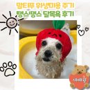 탱스땡스 이미지