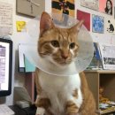 도란도란동물병원 이미지