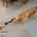 발리애견호텔 이미지