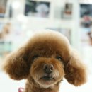 보미 펫 살롱 이미지