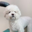 포시즌 동물병원 이미지