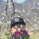 국가대표 복싱다이어트클럽 | 양산복싱 물금복싱 양산더원복싱 다이어트클럽 꽃놀이 봄바람 휘날리며~~~~♡황산공원 한바퀴!