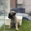 멍앤멍스 이미지