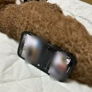 타이어나라 모조아점 | 5월: 보고서 그만 쓸래요..