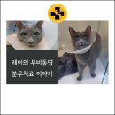 선 동물병원 이미지