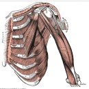 brachial plexus와 상지 신경, muscle innervation대한 정리자료. 짱 이미지