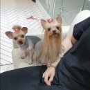 멍뭉이 이발소 이미지