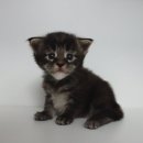 마마캐터리 이미지