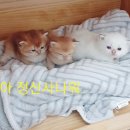야옹의형태