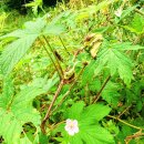 작은쉼터야영장 이미지