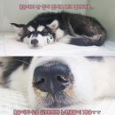 이천동물의료센터 이미지