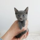 My Love Cat(마이러브캣) 이미지