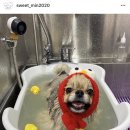 스윗하개 이미지