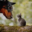 닥터김 동물병원 이미지