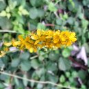 교동향교 이미지