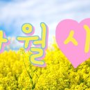 사월애꽃 이미지