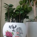 행복꽃 이미지