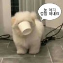 극단 청솔 | [공지] 약 1년간의 임장 끝에 결정했던 신혼집 매수일지! 왜 지금 부동산인가, 왜 분당인가, 왜 이 단지...