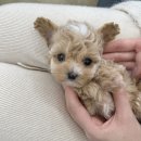 오독안심분양센터 강아지분양 고양이분양 하남점 | 강아지를 처음 키우는 보호자가 흔히 겪는 시행착오