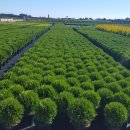 상록자이언트 이미지