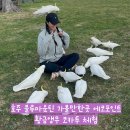 산양마을(주) | 호주 블루마운틴 가볼만한곳 에코포인트 황금앵무 코카투 체험