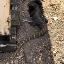 동심농장 이미지