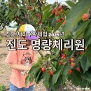 진도체리원 | 진도 명량체리원 체리수확체험 6월22일까지 가능해요