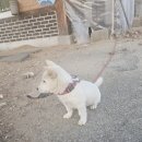 윤정가