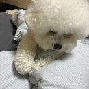 바로슬동물병원 | [1] 슬개골 탈구 수술 회복 기록՞•ﻌ•՞