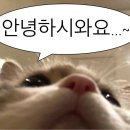 용인대하가태권도 이미지