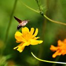 한가한오후 이미지