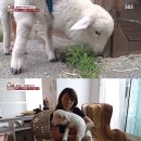 채식농장 이미지