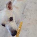 해피웅쓰데이 | 군자애견수제간식 "해피웅쓰데이" 꼬꼬테린, 꼬꼬져키, 소떡심떡 후기