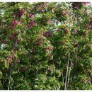 5월 4일 꽃아까시나무 (Rose-acacia) 이미지