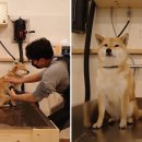 애견매니아 이미지